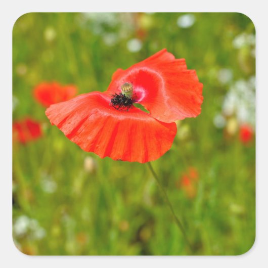 ケシの詰め込み スクエアシール (正面)