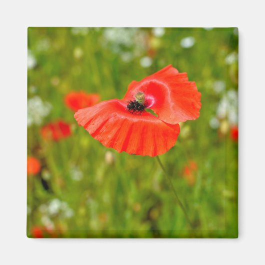 ケシの詰め込み マグネット (正面)