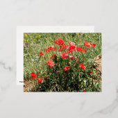 ケシの詰め込み 箔シーズンポストカード (正面/裏面)