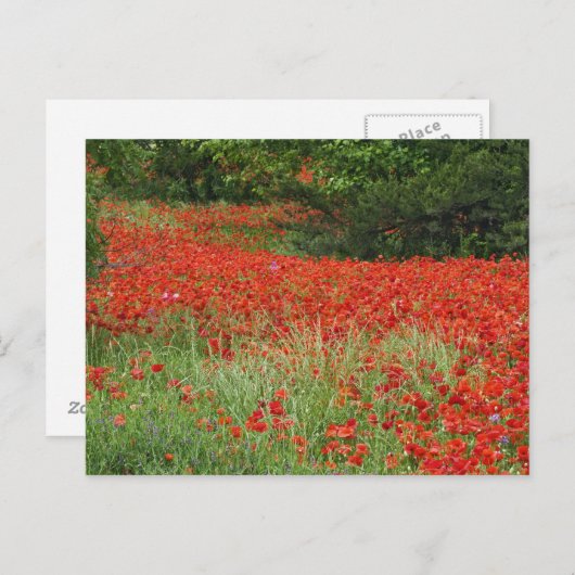 ケシの雑種の花畑を植える ポストカード (正面/裏面)