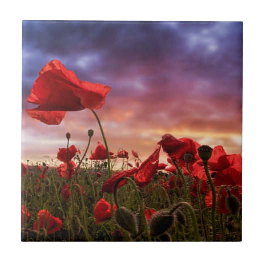 ケシの|分野の記憶 タイル (正面)