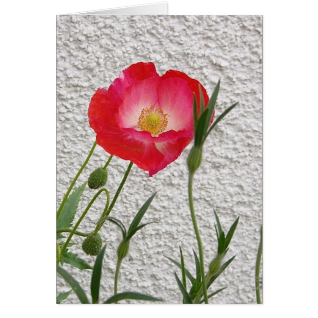 ケシのnotelet (正面)