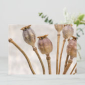 ケシわらさや 招待状 (スタンド正面)