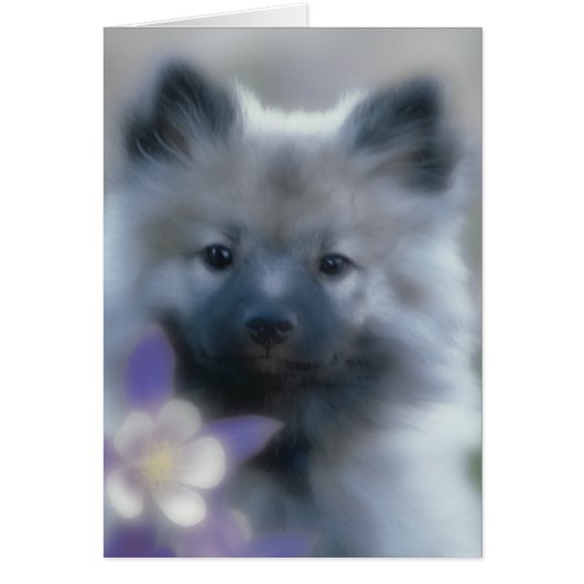 ケシャンドとオダマキ（植物） – 犬の写真 (正面)