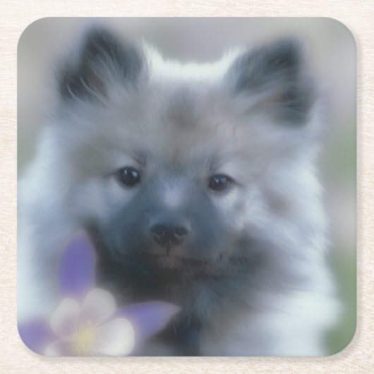 ケシャンドとオダマキ(植物) – 犬の写真 スクエアペーパーコースター (正面)