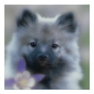 ケシャンドとオダマキ(植物) – 犬の写真 ポスター