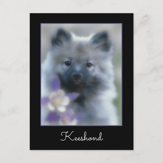 ケシャンドとオダマキ（植物） – 犬の写真 ポストカード (正面)