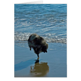 ケシャンドバレエ写真 – かわいいオリジナルドッグアート