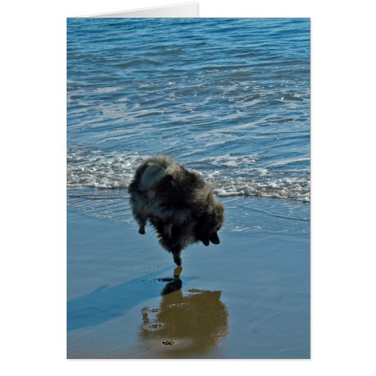 ケシャンドバレエ写真 – かわいいオリジナルドッグアート (正面)