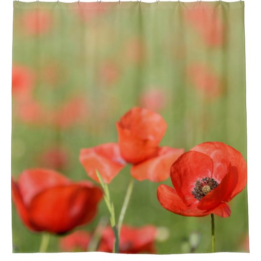 ケシ分野のケシによってはシャワー・カーテンが開花します シャワーカーテン (正面)
