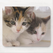 ケシ及びデイジー