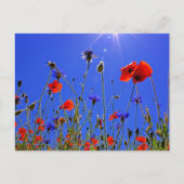 ケシ畑と藍色のトウモロコシの花 ポストカード (正面)