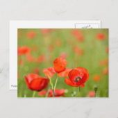 ケシ畑のはがきに入ったケシ ポストカード (正面/裏面)