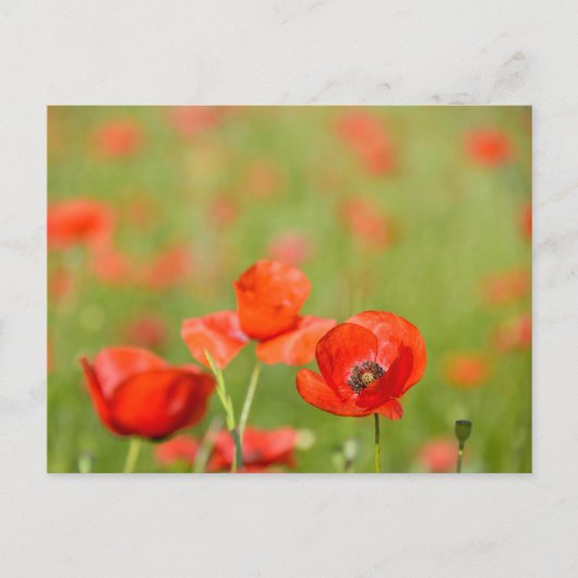 ケシ畑のはがきに入ったケシ ポストカード (正面)
