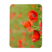 ケシ畑の長方形マグネットのケシ マグネット (縦)