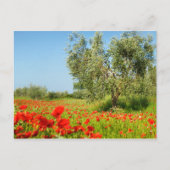 ケシ畑はがきのオリーブの木 ポストカード (正面)