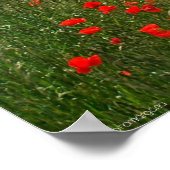 ケシ畑 ポスター (角)