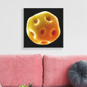 ケシ花粉 キャンバスプリント (インサイチュ (リビング))