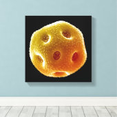 ケシ花粉 キャンバスプリント (インサイチュ (ウッドフロア))