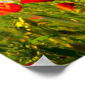 ケシ類 ポスター (角)