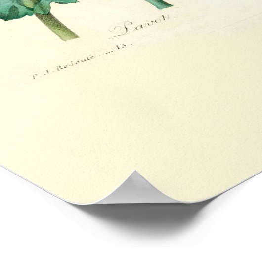 ケシ類 ポスター (角)