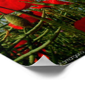 ケシ類 ポスター (角)