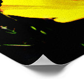 ケシ類 ポスター (角)