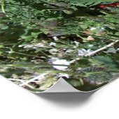 ケシ類 ポスター (角)