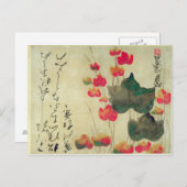 ケシ類 ポストカード (正面/裏面)