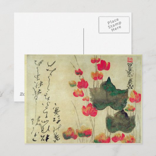 ケシ類 ポストカード (正面/裏面)