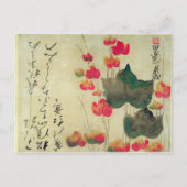 ケシ類 ポストカード (正面)