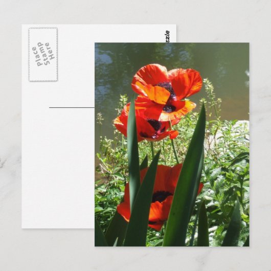 ケシ類 ポストカード (正面/裏面)