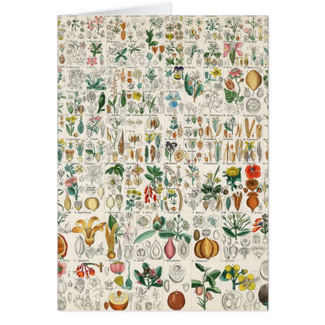 ケシ、すみれ色の植物分類 (正面)