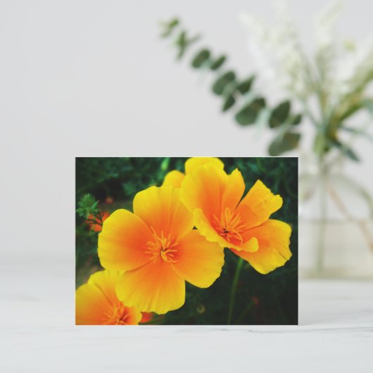 ケシ ポストカード (スタンド正面)