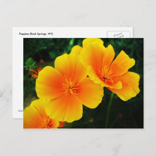 ケシ ポストカード (正面/裏面)