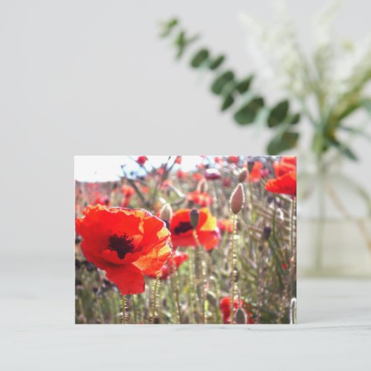 ケシ ポストカード (スタンド正面)