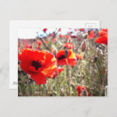 ケシ ポストカード (正面/裏面)