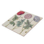 ケシ: 1.Papaver多重albumorisのrubicundis; タイル (側面)