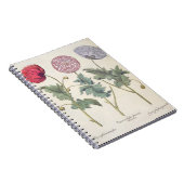 ケシ: 1.Papaver多重albumorisのrubicundis; ノートブック (右側)