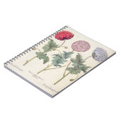 ケシ: 1.Papaver多重albumorisのrubicundis; ノートブック (左側)