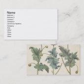 ケシ: 1.Papaver多重albumorisのrubicundis; 名刺 (正面/裏面)