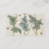 ケシ: 1.Papaver多重albumorisのrubicundis; 名刺 (裏面)