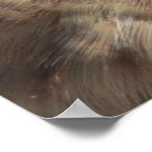 ケストレルのポスター ポスター (角)