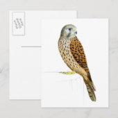 ケストレル2011 ポストカード (正面/裏面)