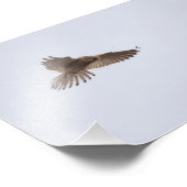 ケストレル フォトプリント            (角)