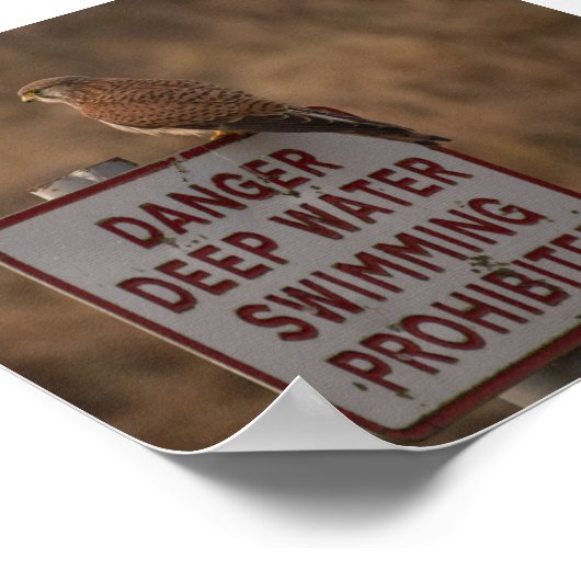 ケストレル ポスター (角)