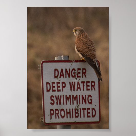 ケストレル ポスター (正面)