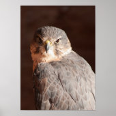 ケストレル ポスター (正面)