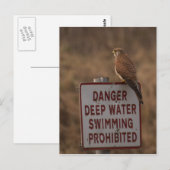 ケストレル ポストカード (正面/裏面)