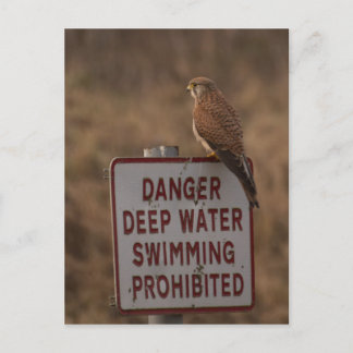 ケストレル ポストカード